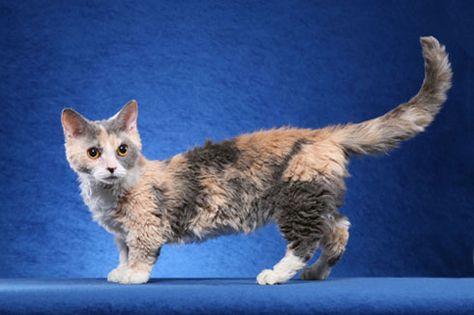 Lambkin - Munchkin Selkirk Rex Lambkin Cat, Short Legged Cats, Types Of Cats Breeds, Curly Cat, Purebred Cats, Selkirk Rex, Cat Years, Rare Cats, Munchkin Cat