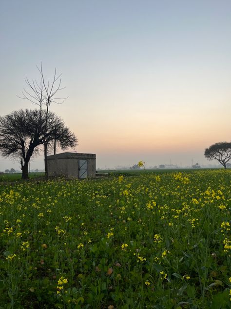 Punjab sunset India Punjab Pind Aesthetic, Pakistan Punjab Aesthetic, India Punjab Aesthetic, Old Punjab Aesthetic, Sikhi Aesthetics, Punjabi Culture Aesthetic, Desi Background, Old Punjab, Punjabi Aesthetic Wallpaper