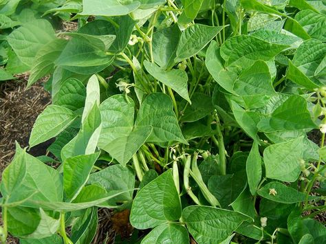 Growing Pinto Beans, Mexican Pinto Beans, Delonix Regia, Boston Baked Beans, Pinto Bean, Bush Beans, Dry Beans, Bean Seeds, Garden Vines