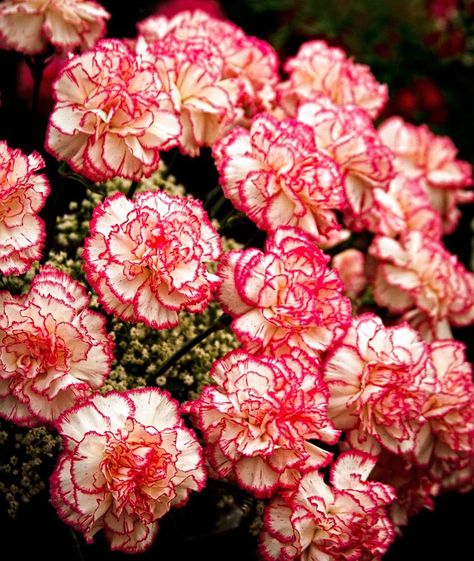 Striped Carnation Flower, Two Toned Carnation, Carnations Aesthetic Wallpaper, Carnation Flower Aesthetic, Carnation Dianthus, Growing Carnations, Carnation Garden, Carnation Plants, Carnation Bouquet