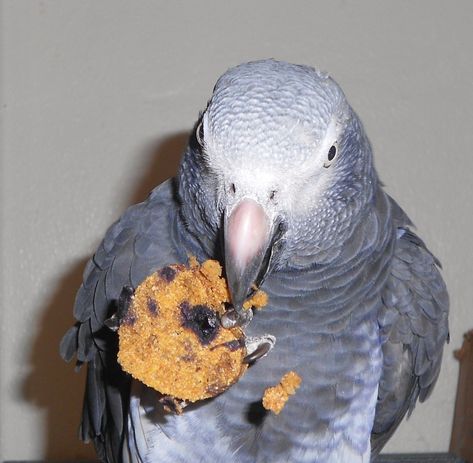 Einstein Parrot Treats, Bird Treats, Parrot Pet, Blueberry Cookies, Parrot Cage, African Grey Parrot, Parrot Toys, Bird Food, African Grey