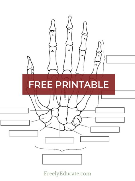 Our teenager daughter would prefer art be the sole academic subject in our homeschool, so last week I thought I’d encourage her to learn science while drawing. I asked her to draw an anatomically correct skeleton of the hand for you. After research on all the bones included in a hand, she looked up x-ray […] Bones Of The Body Anatomy Learning, Anatomy Of Hand, Hand Bone Anatomy, Anatomy Of The Hand, Bones Of The Hand, Anatomy Worksheets, Wrist Anatomy, Hand Bones, Human Body Worksheets