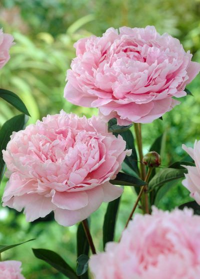 Lush peonies add beauty and fragrance to early summer gardensWritten by Melinda MyersApril 18, 2020Stock image | Photo by ABGlavin/iStock/Getty Images Plus, St. George NewsLATEST STORIESFollowing termination of contract, Spin will no longer provide e-scooters to St. GeorgeTop 5 weekend stories on St. George NewsMan found unconscious in restroom of Hurricane business wanted on $50K warrant out of TexasFEATURE — Set aside a sunny spot in your garden or landscape for a few easy-care, herb Paeonia Sarah Bernhardt, Peony Sarah Bernhardt, Longfield Gardens, Butterfly Garden Design, Sarah Bernhardt, Peonies Season, Lush Lawn, Small Shrubs, Red Blossoms