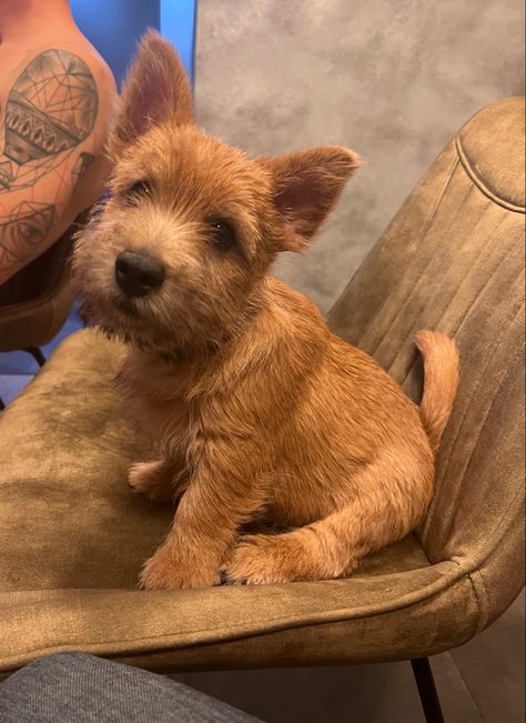 Norwich Terrier Puppy, Nice Dogs, Border Terrier Puppy, Hog Hunting, Norfolk Terrier, Cairn Terriers, Norwich Terrier, Angel Babies, Brussels Griffon