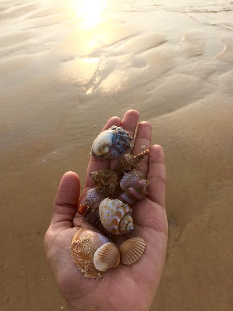 Gorgeous shells at Kodibengre beach near Udupi. Alibag Beach Snap, Udupi Beach, Beach Snap, Mumbai Trip, Monogram Tattoo, Goa Beach, Nature Photography Quotes, Embroidery Hoop Wall Art, Photography Quotes