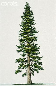 Douglas Fir Tree Tattoo, Natur Tattoo Arm, Pseudotsuga Menziesii, Tattoo Fairy, Tree Roots Tattoo, Tree Tat, Douglas Fir Tree, Picture Tree, Tree Tattoo Designs