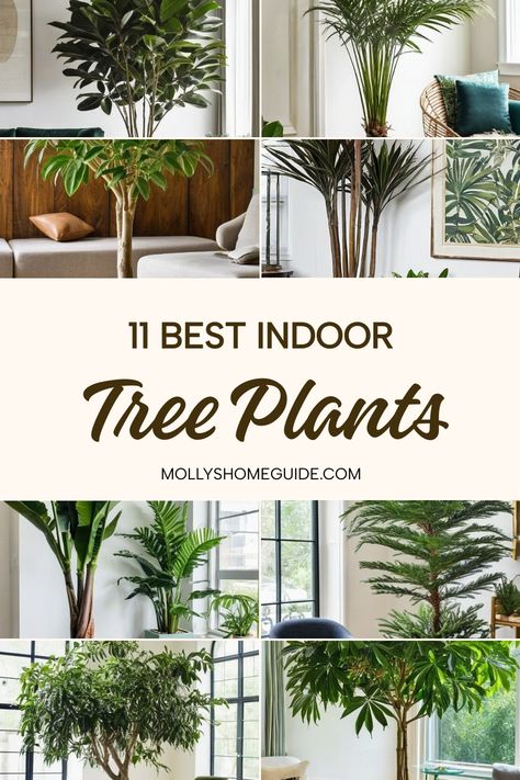 Discover the best indoor tree plants to elevate your living space! Whether you're looking for tall indoor plants or tree-like plants that thrive indoors, this collection has got you covered. From air-purifying options to low-light varieties, we feature the perfect indoor trees for every home. Learn more about caring for rubber plants and find the best olive trees suited for indoor environments. Bring nature inside with these beautiful and easy-to-care-for indoor plants! House Trees Indoor, Indoor Tree Plants, Best Indoor Trees, How To Grow Bananas, Tall Indoor Plants, Umbrella Tree, Indoor Tree, Parlor Palm, Dragon Tree