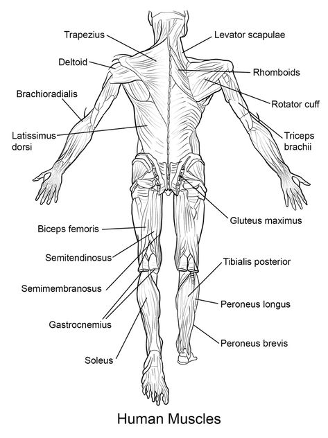 The function of muscles in humans, in general, is to perform a movement and also help other organs in the human body to move. Muscles are indeed a network in the human body and are also found in animals that function as active motors that move bones. Muscles will cause the movement of an organism […] Anatomi Dan Fisiologi, Human Muscles, Muscle Diagram, Anatomy Coloring, Anterior Y Posterior, Human Body Worksheets, Biology Diagrams, Anatomy Flashcards, Human Muscle Anatomy