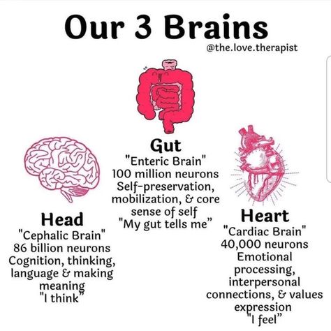 Brain Anatomy And Function, All In Your Head, Jordan Green, Psychology Notes, Heart Brain, Psychology Studies, Brain Facts, Brain Anatomy, Biology Facts