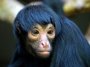 Spider Monkey – Wildlife Reference Photos for Artists Reference Photos For Artists, Monkey Pictures, Spider Monkey, Wild Animals Pictures, Unusual Animals, Monkeys Funny, Rare Animals, Majestic Animals, Primates