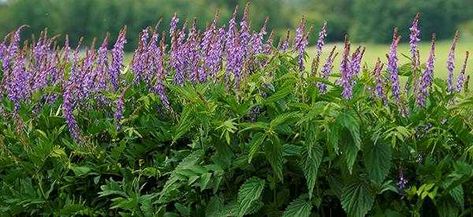 Skullcap - The Lost Herbs Skullcap Herb, Herb Remedies, Medicine Plants, Living Off The Land, Steeped Tea, The Meadows, Medicinal Herbs, Tiny Flowers, Perennial Plants