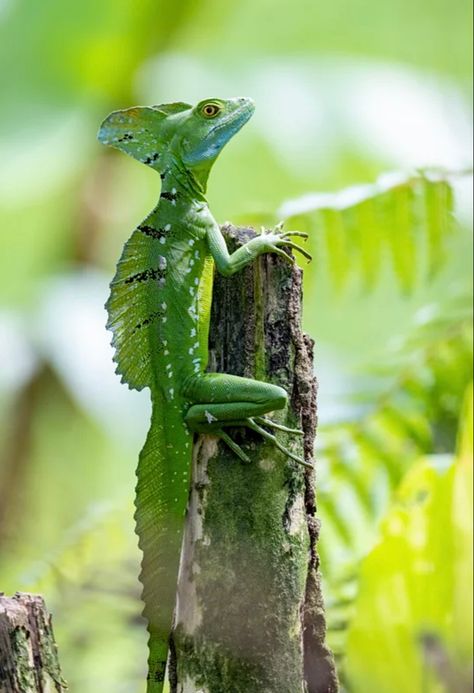 Also known as the Jesus lizard because it can run on top of water. Green Basilisk, Basilisk Lizard, Jesus Lizard, Reptile Room, Cold Blooded, Cute Reptiles, Animal Study, Chameleons, Unusual Animals