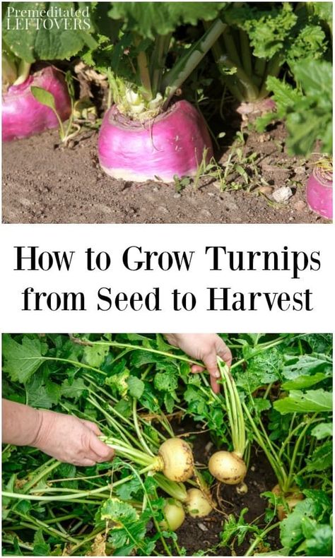 These tips on how to grow turnips include how to plant turnip seeds, how to care for turnips, and how to harvest turnips. Grow Turnips, Growing Turnips, Pizza Fruit, Frugal Gardening, Tattoo Plant, Starting Seeds Indoors, Organic Vegetable Garden, Turnips, Survival Gardening