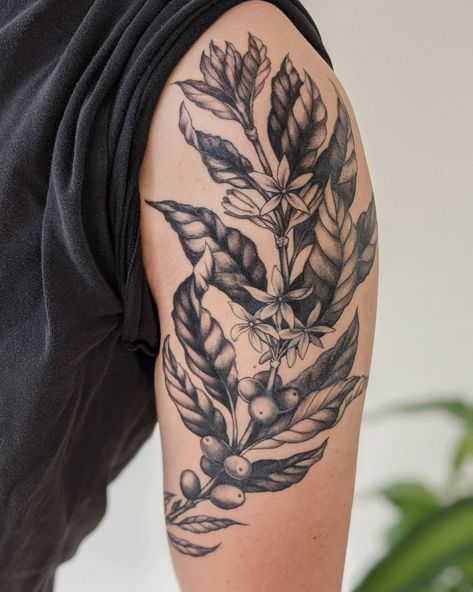 ANNIE COGDAL - CHICAGO, IL on Instagram: “A coffee plant for Brian. (part healed, part fresh tattoo) . . . . . #coffee #coffeeplant #botanical #botanicalart #botanicalillustration…” Plant Tattoos Men, Basic Tattoos Men, Branch Tattoo Men, Coffee Tree Tattoo, Coffee Branch Tattoo, Barista Tattoo Ideas, Coffee Flower Tattoo, Coffee Plant Tattoo, Guatemala Tattoo