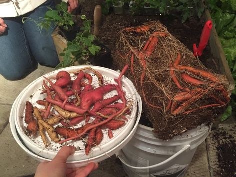 Overwintering Sweet Potato Vines for Next Season | Growing North Sweet Potato Vines, Growing Sweet Potatoes, Sweet Potato Vine, Potato Vines, Overwintering, Replant, Ornamental Plants, Sweet Potatoes, How To Grow