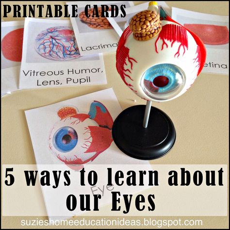 A blog about sharing hands-on, interest-led learning ideas for home education. Anatomy For Kids, Human Body Science, Human Body Activities, Montessori Science, Eye Anatomy, Anatomy Lessons, Human Body Unit, Parts Of The Eye, Learning Printables