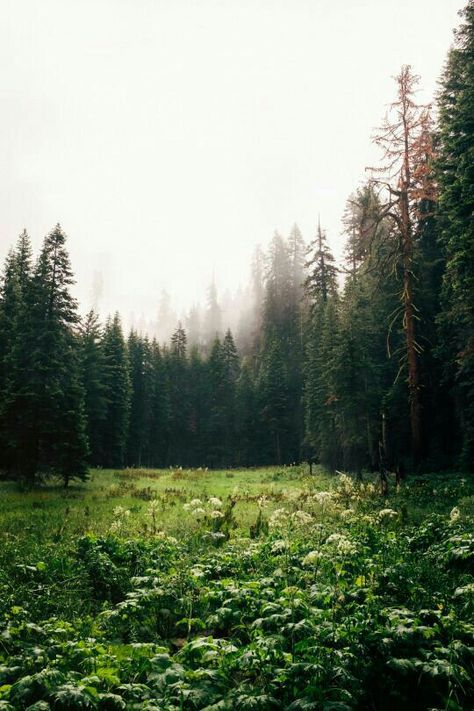 Sequoia Forest, Photos Black And White, Urban Exploring, Green Ideas, Matka Natura, Hidden Valley, Landscape Designs, Wild Bird, Tall Trees