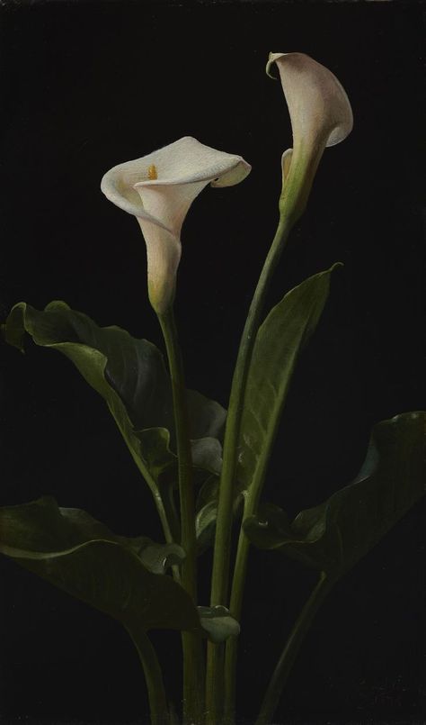 White Calla Lilies, Arum Lily, Desen Realist, Lily Painting, Flower Therapy, Calla Lilies, Lily Flower, Calla Lily, Botanical Art