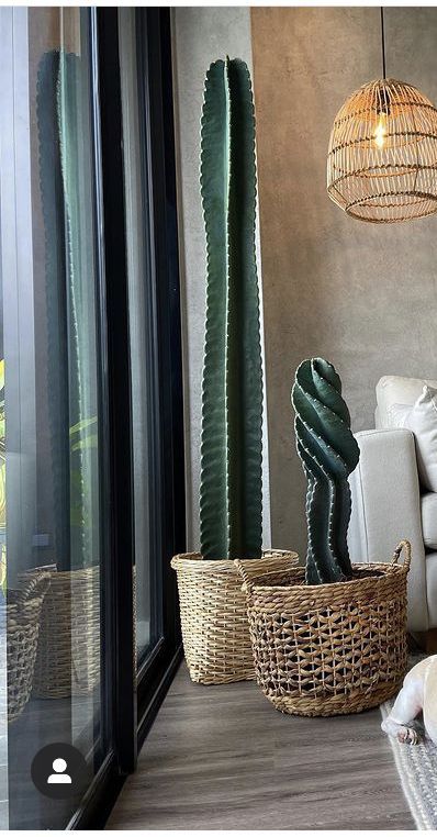 Giant Cactus Indoor, Boho Style House Decor, Cactus Indoor Decor, Cactus Plants Indoor Decor Ideas, Cactus Inside House, Big Cactus Indoor, Cactus In Pots Outdoor, Cactus Interior Design, Cactus Indoor