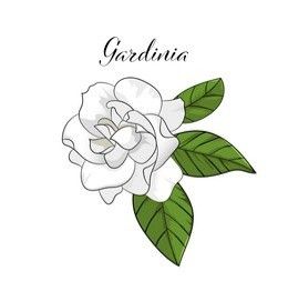 Gardina Flowers, Gardenia Tattoo, Gardenia Plant, Gardenia Flower, Dope Tattoos For Women, Tattoo Font, Sunflower Tattoo, Plant Drawing, Flower Logo