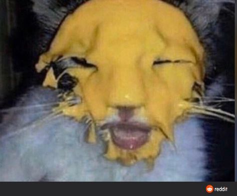 cheese cat Funny Looking Cats, Ugly Cat, Cat And Dog Videos, Wallpaper Cat, Yellow Dog, Image Swag, Silly Cats Pictures, Cat Pictures, Silly Animals