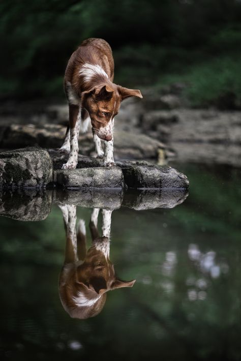 A photo of a red and white border collie in a natural green scene, looking down into the water, his reflection looks back up. Pet Photography Poses, Dog Photoshoot Pet Photography, Dog Photography Poses, Puppy Dog Pictures, Wonder Pets, Socializing Dogs, Animal Photoshoot, Puppy Photography, Sony A7iii