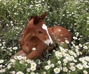 #daisies #horse #brown #cute Field Of Daisies, Cute Horse Pictures, Equestrian Aesthetic, Horse Aesthetic, Baby Horses, Pretty Animals, Equestrian Life, Cute Horses, Pretty Horses