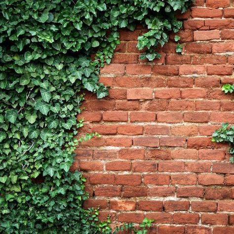 Brick Wall, Ivy, Vines, Plants, Wall, Green