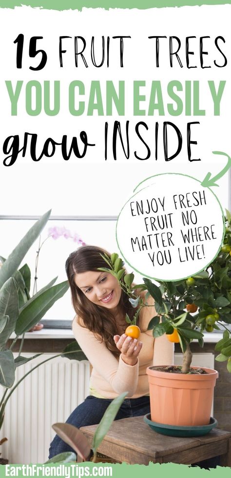 Sustainable Indoor Garden, Growing Vegetables In Sunroom, Fruit Trees In Vegetable Garden, Fruit Tree In Pot, Grow Herbs At Home, Growing Fruit Trees In Containers, Indoor Fruit And Vegetable Garden, Growing Fruit Trees Indoors, Fruit Seeds How To Grow