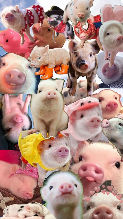 Micro Pigs, Pig Wallpaper, Cute Piglets, Funny Pigs, Pig Art, Girl Background, Cute Piggies, Baby Pigs