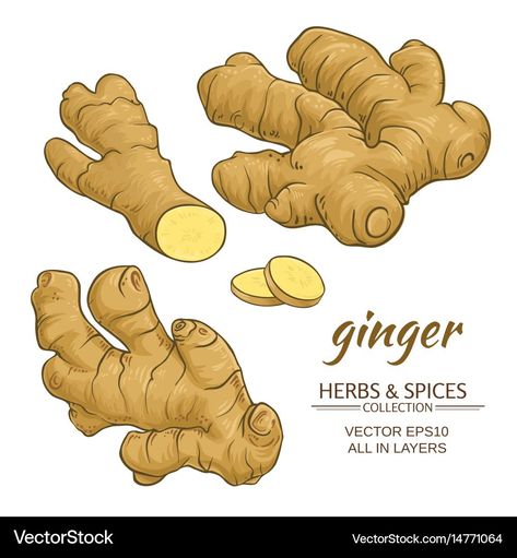 Ginger Root Recipes, Ginger Image, Fruit Logo Design, Ginger Roots, Cute Ginger, Fruit Logo, Beautiful Logos Design, Comic Book Pages, Tea Packaging