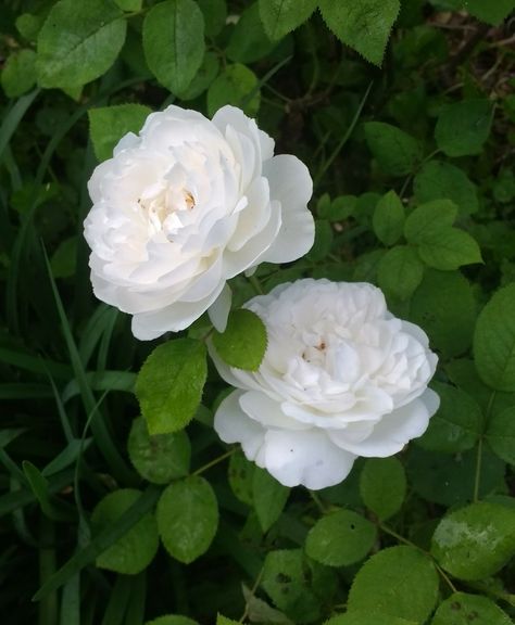 Winchester Cathedral, w David Austin English Rose. May 10, 2017. Winchester Cathedral Rose, Green Leaves Photography, Winchester Cathedral, Leaves Photography, English Cottage Garden, David Austin Roses, Moon Garden, Rose Green, Nothing But Flowers