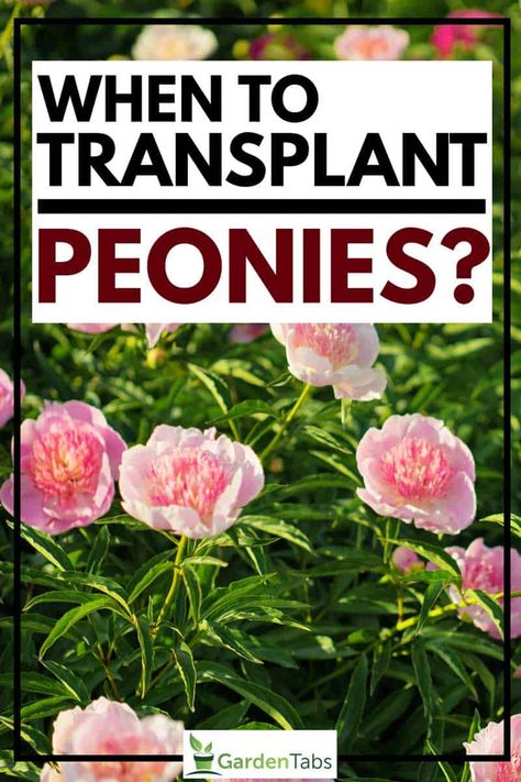 When to Transplant Peonies - GardenTabs.com Peony Care Fall, Best Time To Transplant Peonies, Transplanting Peonies Fall, Peony Planting Tips, When To Plant Peonies, How To Prune Peonies, Splitting Peonies, When To Transplant Peonies, Peonies Transplanting