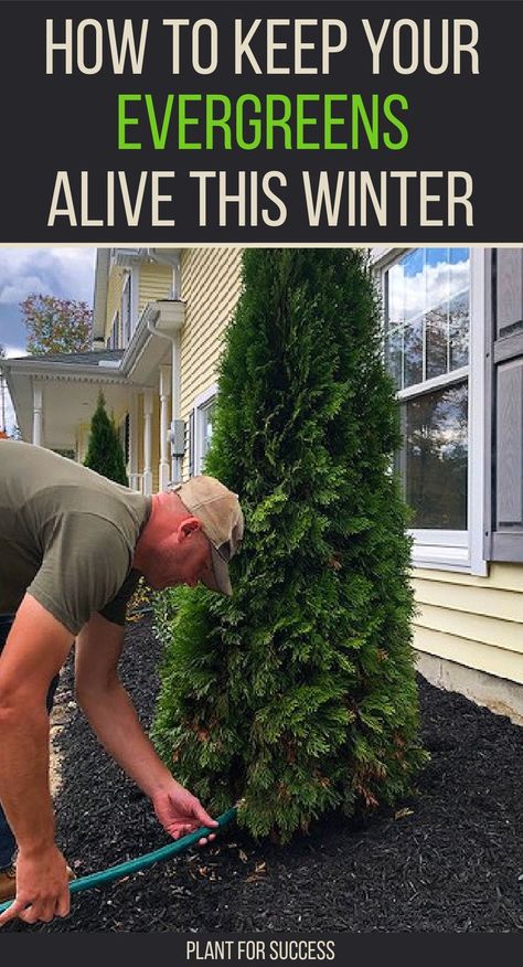 man watering evergreen shrub to prevent winter burn Evergreen Trees Landscaping, Evergreen Landscape Front Yard, Arborvitae Landscaping, Boxwood Landscaping, Shrubs For Landscaping, Evergreen Landscape, Hydrangea Landscaping, Boxwood Garden, Arborvitae Tree