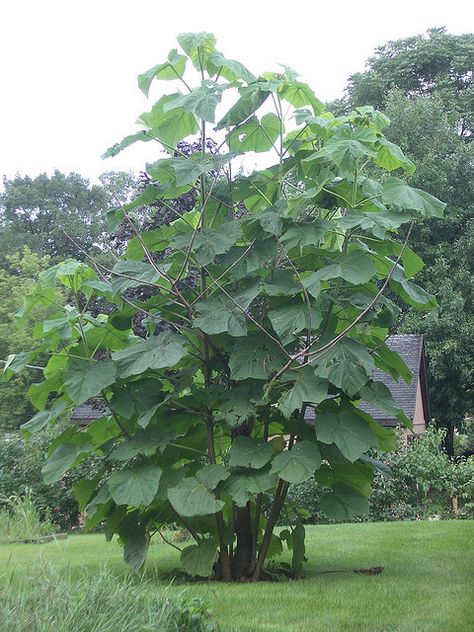 Paulownia tomentosa in leaf Princess Tree, Tabebuia Tree, Paulownia Tree, Mountain Stewartia Tree, Fittonia Argyroneura, Jungle Gardens, Robinia Pseudoacacia Umbraculifera, Invasive Plants, Specimen Trees