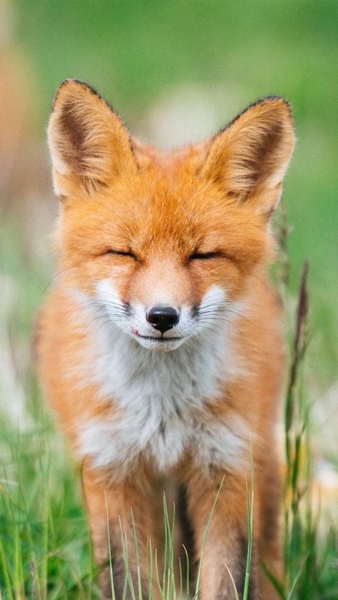 Fox Front View, Close Eyes, Eyes Closed, Closed Eyes, Cute Fox, Art Studies, Front View, Cute Funny Animals