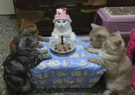 Meme Chat, Small Birthday Parties, Silly Cats Pictures, Mia 3, 웃긴 사진, Silly Animals, Cat Birthday, Silly Cats, Pretty Cats