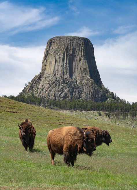 Buffalo Wyoming, Devils Tower Wyoming, Creepy Old Photos, Devils Tower National Monument, Wild Animals Photos, Devils Tower, Giant Tree, Fantasy Places, A Day To Remember