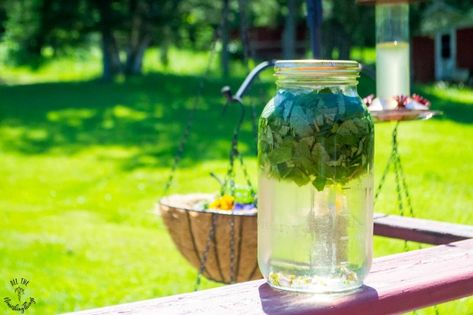 How to Make Fresh Mint Sun Tea (just water, fresh mint, & sunshine!) Mint Sun Tea, Fresh Mint Tea, Peppermint Plants, Gallon Jars, Apple Mint, Sun Tea, Sun Water, Mint Candy, Mint Tea