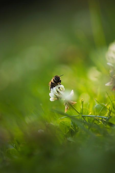 selective focus photography of brown and yellow bee photo – Free Animal Image on Unsplash Kiel Germany, Shooting Camera, Bee Friendly Flowers, Pink Flower Bouquet, Bee Photo, Bee Bee, Yellow Bee, Food Production, Focus Photography