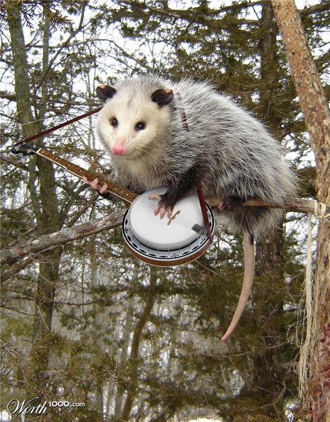 . Possum Pictures, Cute Possum Pictures, Possum Art, Possum Funny, Opossum Tattoo, Laika Dog, Baby Possum, Possom Memes Funny, Possum Memes