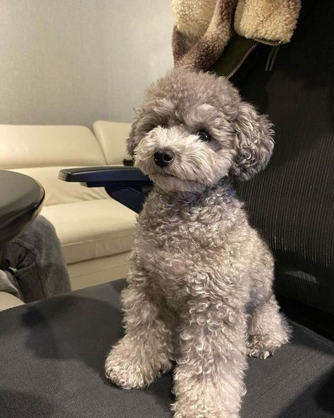 Grey Toy Poodle, Silver Toy Poodle, Toy Poodle Puppy Cut, Poodle Teddy Bear Cut, Poodle Puppy Cut, Toy Poodle Haircut, Poodle Cute, Anjing Poodle, Puppies Poodle