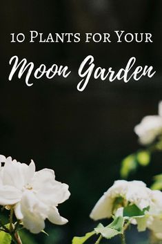 Witchy Garden, Night Blooming Flowers, Goth Garden, Witch Garden, Meteor Garden 2018, Moon Garden, Night Garden, Magical Garden, Blooming Plants