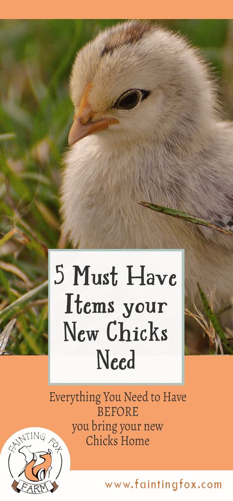 Must Have Chicken Supplies, Chicken Supplies, Raising Chicks, Hatching Chicks, Stages Of Life, Chicken Treats, Laying Hens, Baby Chickens, Seed Catalogs