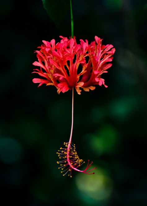 Hibiscus  schizopetalus Hibiscus Schizopetalus, Coral Hibiscus, Garden Gala, Rose Mallow, Paper Flower Arrangements, Japanese Lantern, Hibiscus Plant, Japanese Lanterns, Plant Diseases