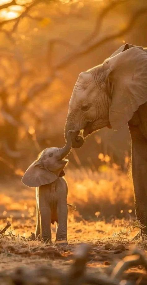 Cute Elephant Pictures, Photo Animaliere, Elephant Pictures, Elephants Photos, Elephant Love, Cute Wild Animals, Cute Elephant, An Elephant, Cute Animal Photos