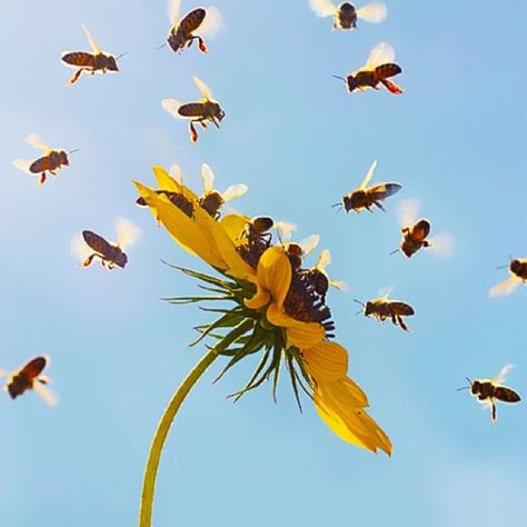 Mom.com : Bees : 22 Animals That Are Good for the Earth -- We all know that bees sting, but they also have a sweet side. Between all the buzzing, these insects help pollinate plenty of plants, keeping our environment rich and thriving. Science has discovered that the bugs make great detectors, too. Bees have been used to locate abandoned (but active) landmines and as indicators of when toxic chemicals have been released in an area. This impressive skill will allow officials to monitor polluta... Dispersal Of Seeds, Bee Pollination, Ocean Food, Planets Images, Seed Dispersal, What Is A Bird, Bee Sting, Help The Environment, Toxic Chemicals