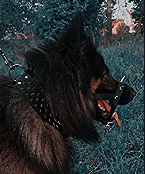 ❤️‍🔥My German shepherd Lord❤️‍🔥 German Shepherd Therian, German Shepherd Profile Picture, Starflesh Core, German Shepherd Aesthetic, Black German Shepherd Aesthetic, Shepherd Aesthetic, German Shepherd Dark Aesthetic, Long Coat German Shepherd, Black Long Hair German Shepherd