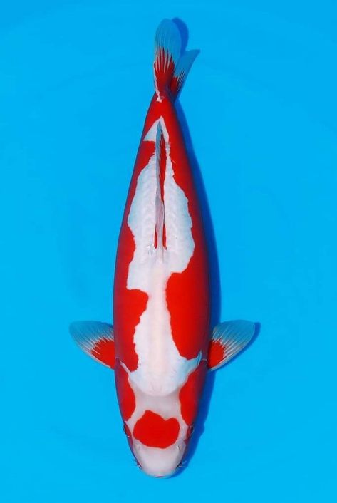 Carpe Koi, Koi, Fish Pet, Wind Sock, Fish, Outdoor Decor, Animals