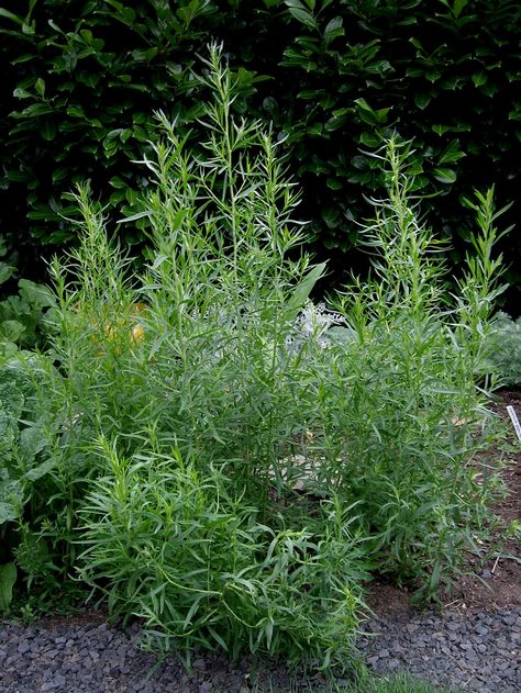 Tarragon Growing Tarragon, Tarragon Plant, Cilantro Plant, Chives Plant, Growing Cilantro, Growing Raspberries, Outdoor Herb Garden, Growing Basil, Mint Plants